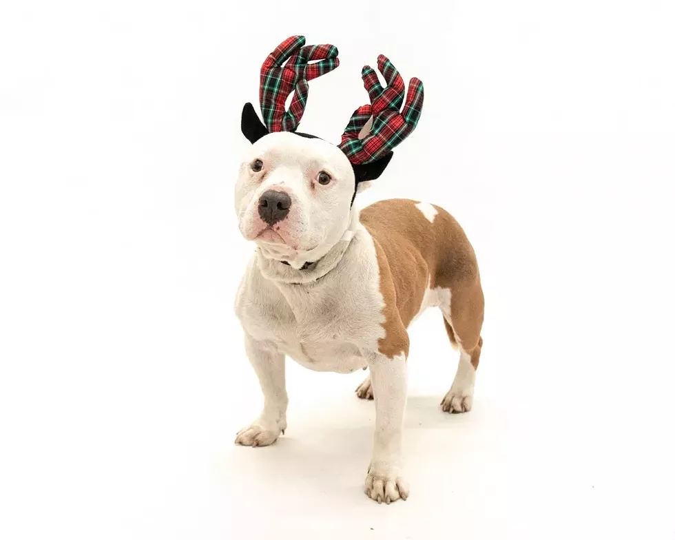 Seven (A444124) - PHOTO BY PAWSITIVE SHELTER PHOTOGRAPHY