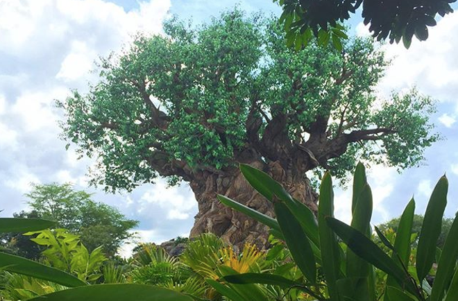 Disney's Animal Kingdom - PHOTO VIA PRINCESS_MEGAN_MARIE/INSTAGRAM