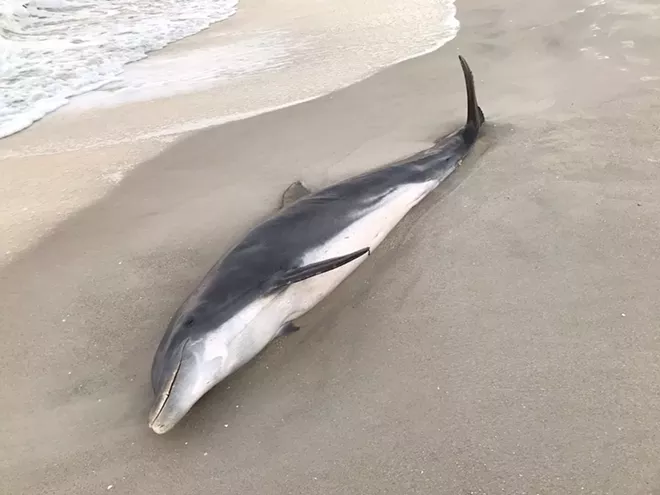 PHOTO VIA FLORIDA FISH AND WILDLIFE CONSERVATION COMMISSION/NOAA