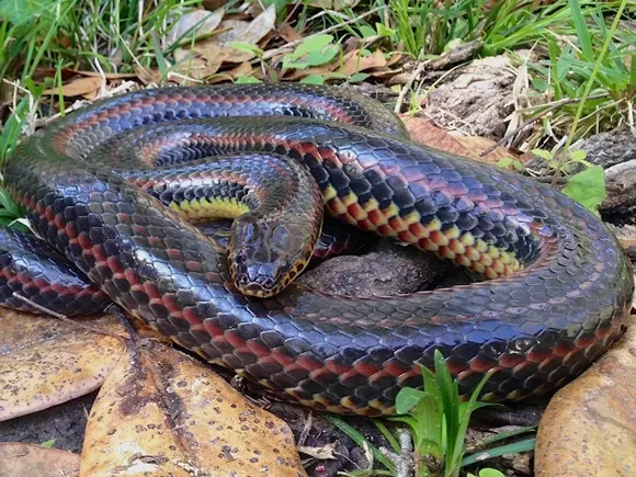 fwc-snake.jpg