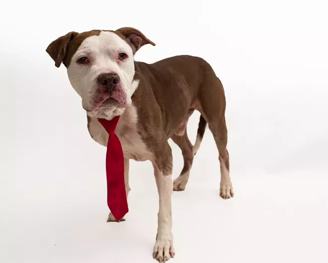PHOTO BY PAWSITIVE PET PHOTOGRAPHY