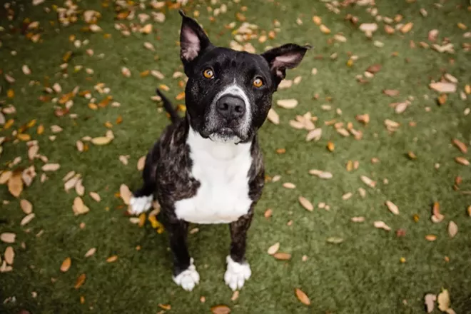 Barnie - PHOTO BY PAWSITIVE PET PHOTOGRAPHY
