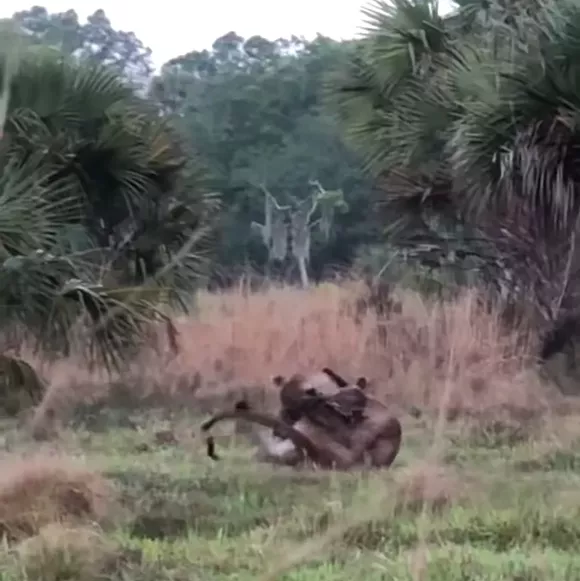 panthers-1-full.jpg