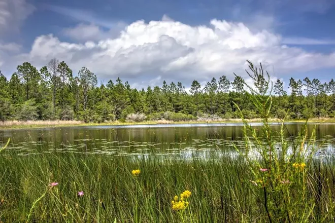 St. Teresa Bluffs, acquired Thursday as protected conservation land using Florida Forever funding - PHOTO VIA THE NATURE CONSERVANCY/FACEBOOK