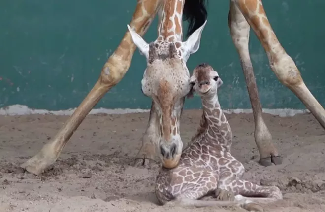 SCREENSHOT BUSCH GARDENS TAMPA BAY/FACEBOOK