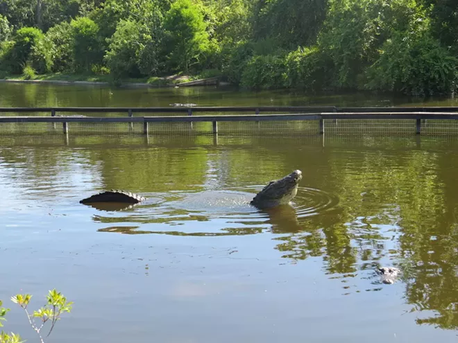 Alligator initiating a "bellow" or a mating call. - PHOTO BY CAROLINE SILVA