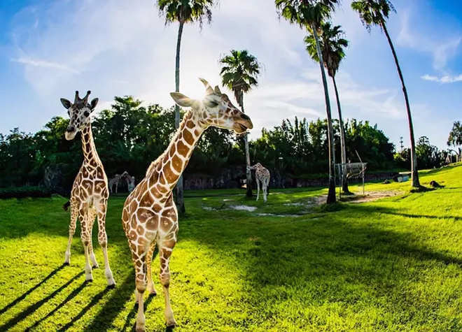 PHOTO COURTESY BUSCH GARDENS TAMPA BAY/FACEBOOK
