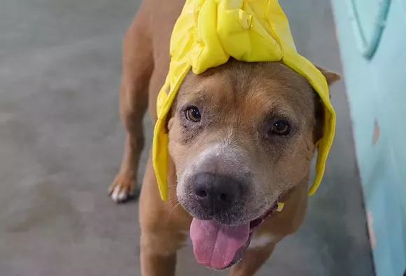 PHOTO COURTESY PET ALLIANCE OF GREATER ORLANDO