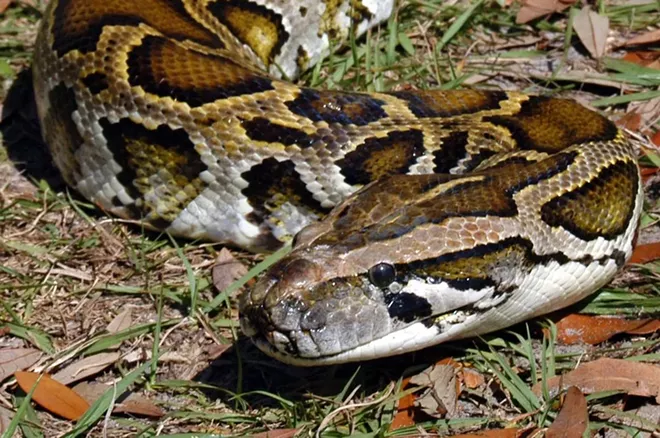 Burmese python - PHOTO VIA MYFWC/TWITTER