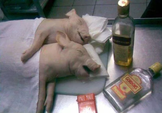 drunk_pigs.jpg