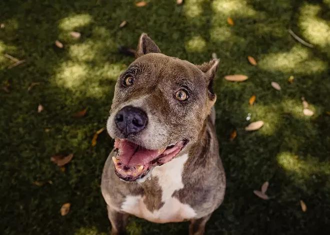 TINA (A445374) ORANGE COUNTY ANIMAL SERVICES