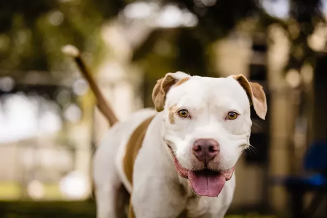 Tonka (A450668) - PHOTO COURTESY OCAS