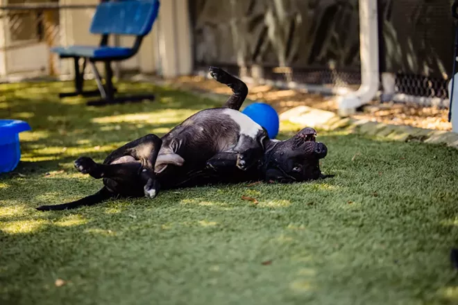 Jimmy (A457039) - PHOTO COURTESY OCAS