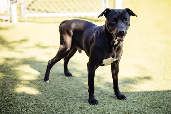 Jimmy (A457039) - PHOTO COURTESY OCAS