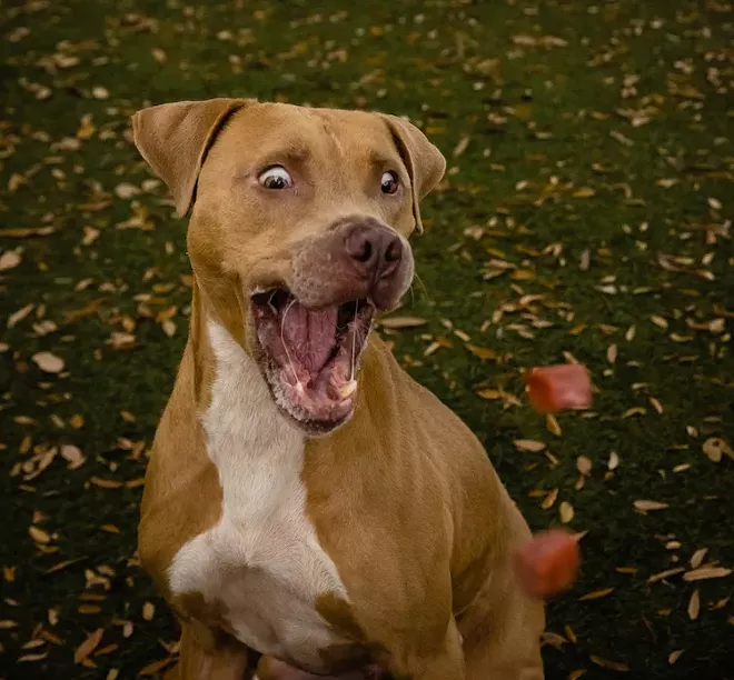 Kody (A434158) - PHOTO VIA OCAS