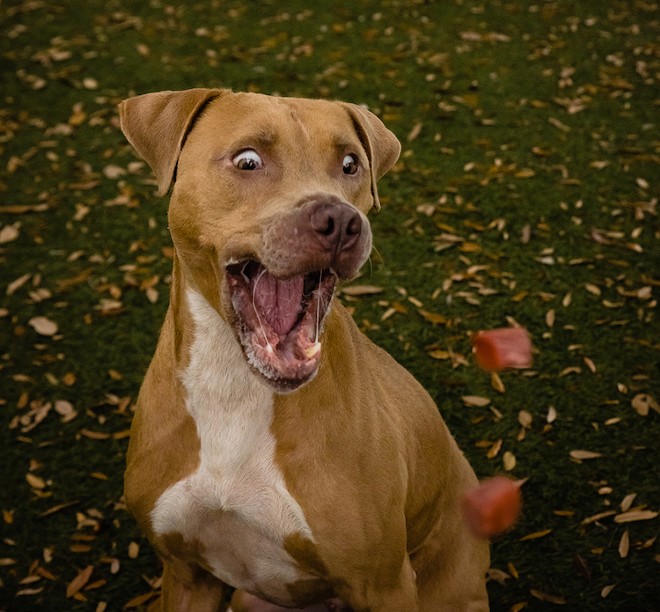 Adoptable Orlando dog Kody has a silly side | Gimme Shelter | Orlando