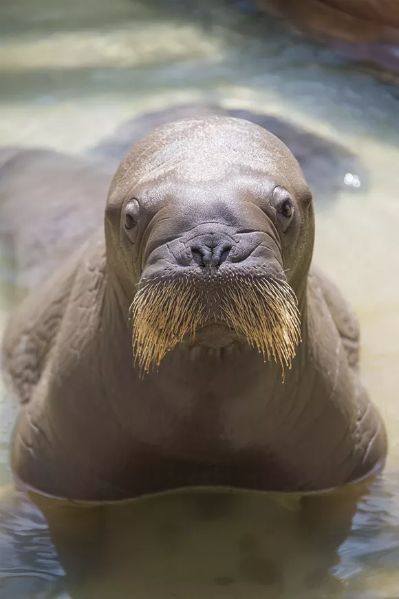 SeaWorld Orlando welcomes its first baby walrus born in captivity | Blogs