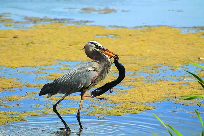 No. 61: Explore Orlando Wetlands Park. - PHOTO BY ASHLEY BELANGER