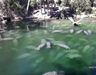 A record number of manatees have arrived at Blue Spring State Park (and you can watch them live)