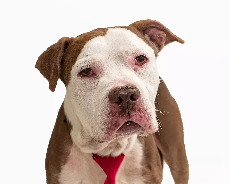 This good boy is Everett - PAWSITIVE SHELTER PHOTOGRAPHY