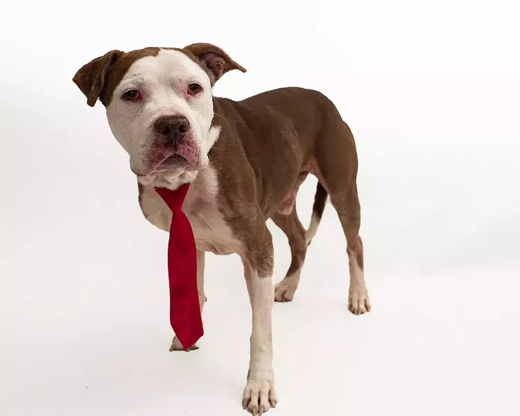 PHOTO BY PAWSITIVE PET PHOTOGRAPHY