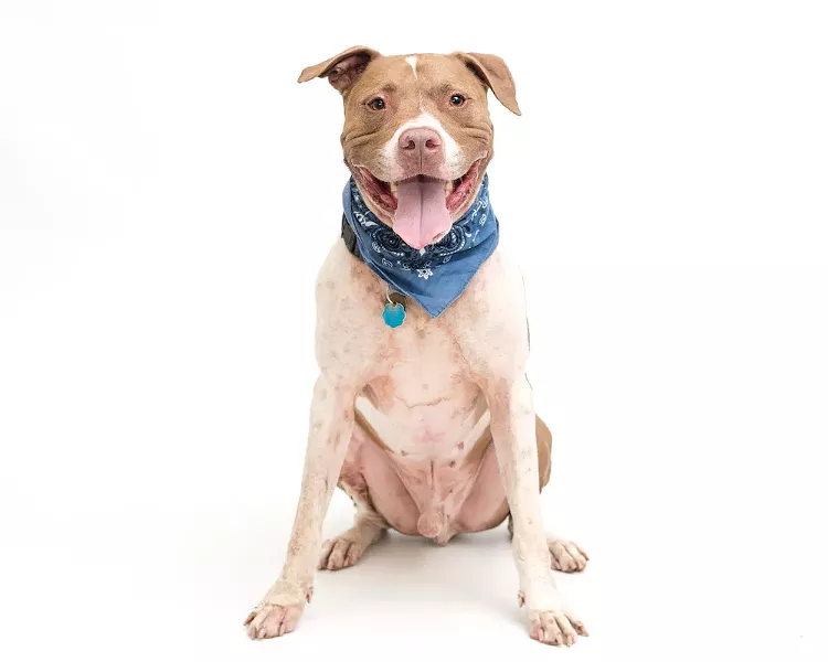 PHOTO BY PAWSITIVE PET PHOTOGRAPHY