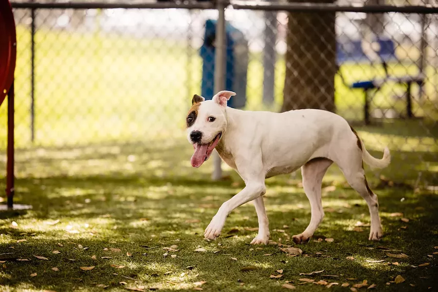 Teagan (A454714) - PHOTO VIA OCAS