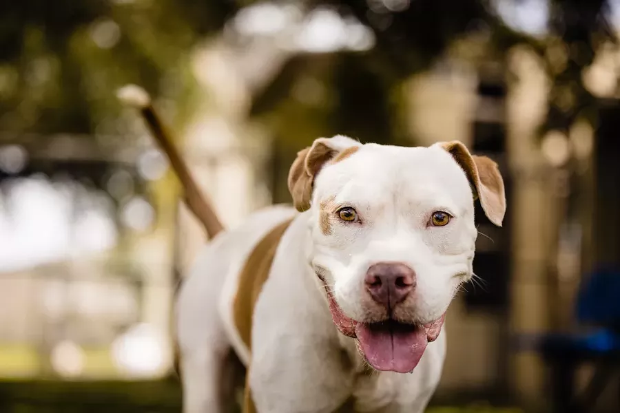Tonka (A450668) - PHOTO COURTESY OCAS