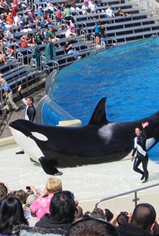 A bill banning orca breeding and shows in Florida was just killed with the help of SeaWorld lobbyists