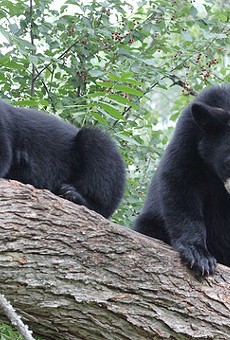 320 Florida bears will certainly be shot next month