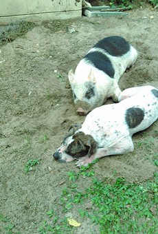 A dog and a pig survived in the Florida wilderness together, because they're best friends
