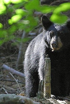 Florida Fish and Wildlife Conservation Commission closes bear hunt after 48 hours