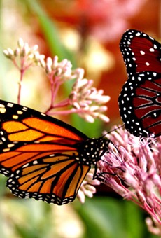 Florida exceeds 'Million Pollinator Garden Challenge' goal