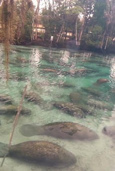 Watch this video of hundreds of manatees lounging at Three Sisters Springs