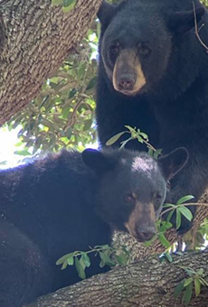 Two black bears are just chilling on a tree outside an Orlando school