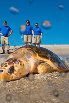 SeaWorld Orlando returned three rehabilitated sea turtles to the wild today