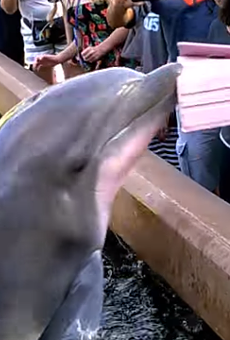 Even dolphins think you shouldn't take photos with a tablet