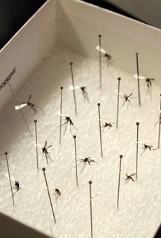 Florida's Zika cases have nearly doubled since July