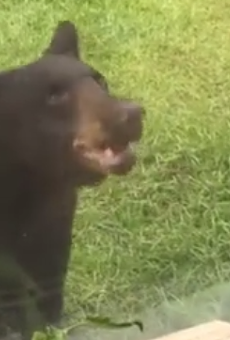 Florida woman: 'This bear has got some balls'