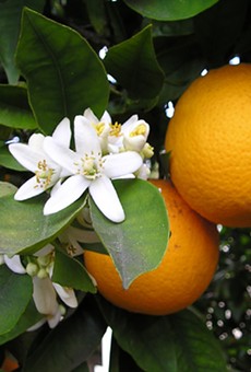 Citrus production continues to decline in Florida