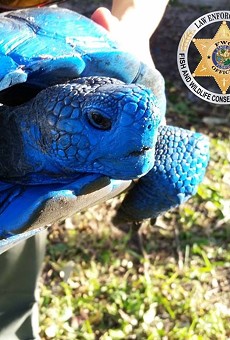 Someone painted a federally protected gopher tortoise, again