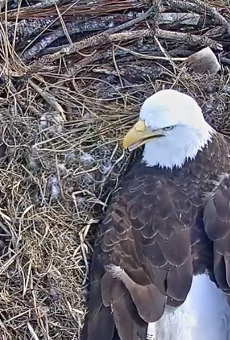 This Florida bald eagle's eggs will hatch any minute now