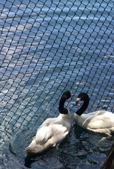 One of two male black-necked swans at Lake Eola dies, ending Orlando's 'swan-elorette' story
