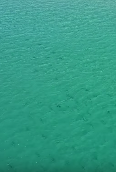Drone video shows thousands of sharks migrating off Florida coast