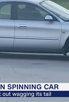 Florida dog puts car in reverse, drives in circles for an hour