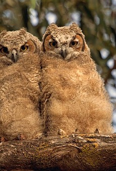 Great-horned owlets