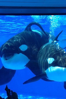 A Chinese company just bought 21 percent of SeaWorld stocks