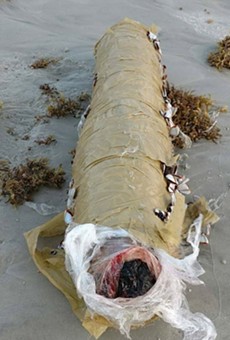 An 11-pound 'blunt' washed up on Daytona Beach last weekend