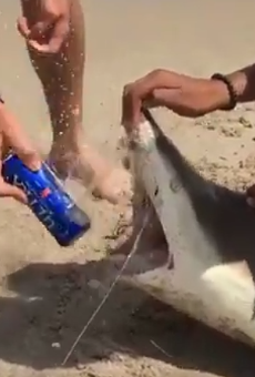 Dear spring breakers, please don't use sharks to open your beer