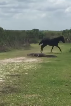 Wild horse fights gator in Florida state park
